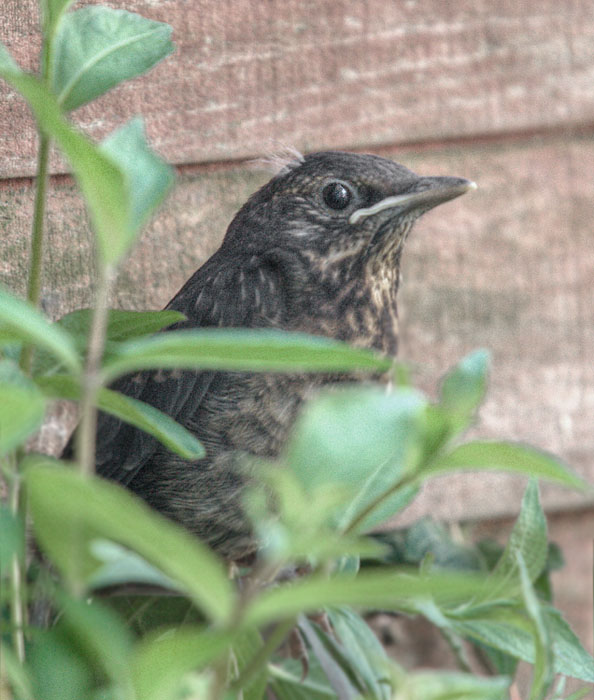 [Image: 2344blackbird.jpg]