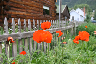 [Image: 46_Colorado%20Flowers.jpg]