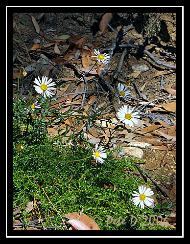 [Image: 58_Alpine-flowers.jpg]