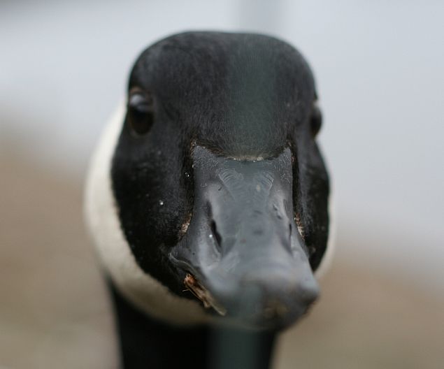 [Image: 77_duck1.jpg]