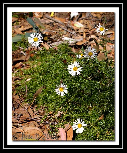 [Image: Alpine-flowers-2.jpg]