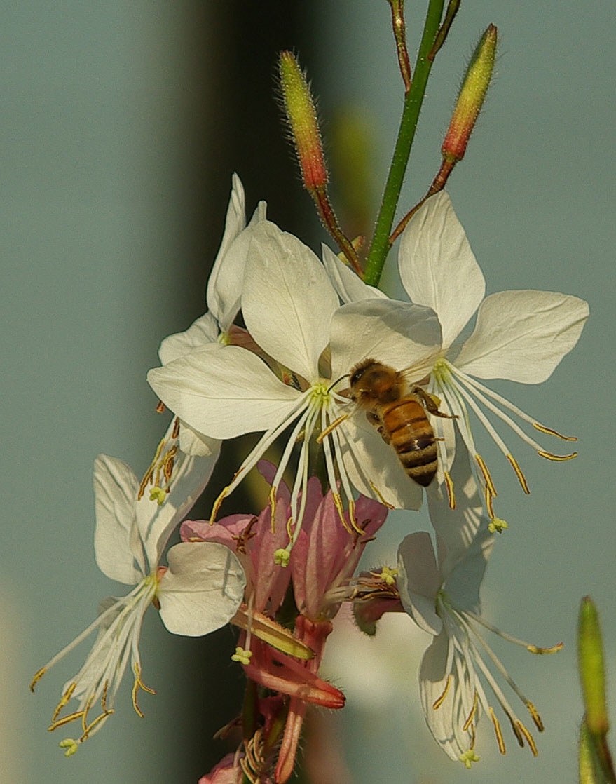 [Image: Bee.jpg]
