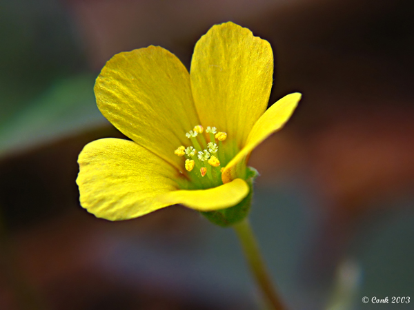 [Image: Clover-flower-macro.jpg]