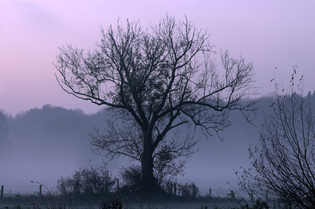 [Image: DSC_2478-01foggytree.jpg]