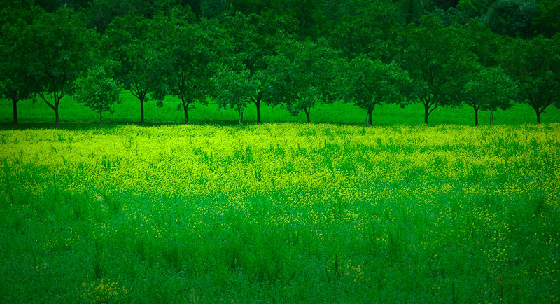 [Image: Dreaming-of-green-France-2005-DSC_0350-f...-800-s.jpg]