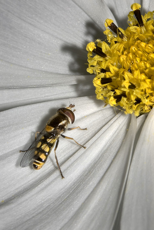 [Image: FlowerWasp.jpg]