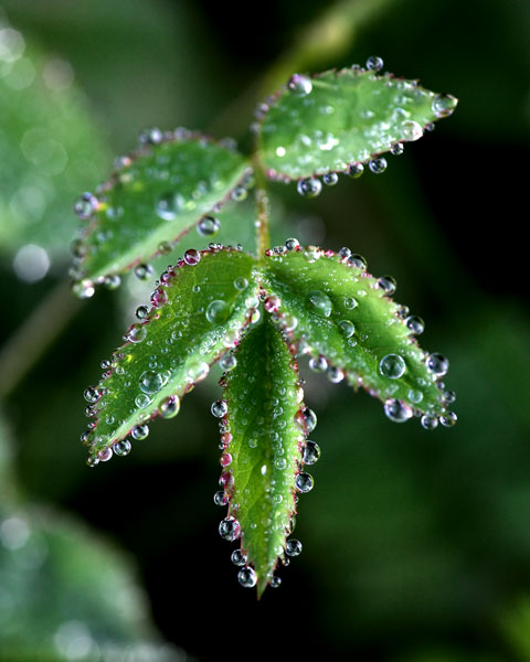 [Image: IMG_7373-01greenleaves.jpg]