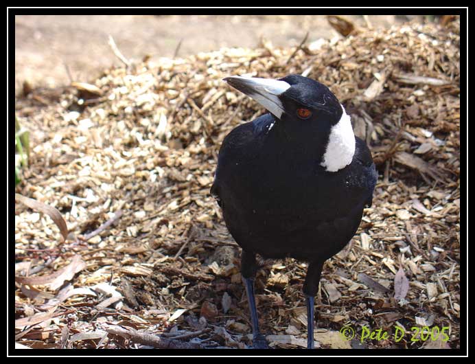 [Image: Magpie-5.jpg]