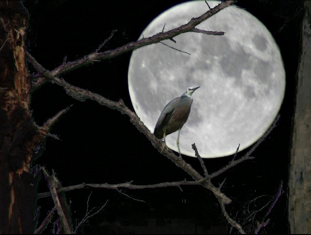 [Image: Moon-bird.jpg]