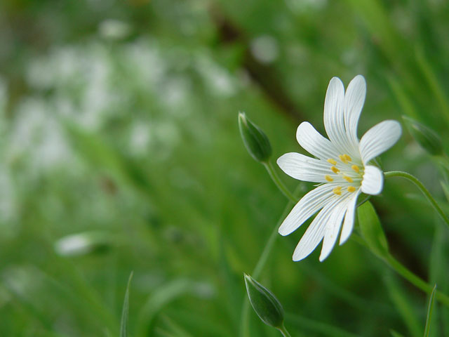 [Image: P1060308whiteflower.jpg]