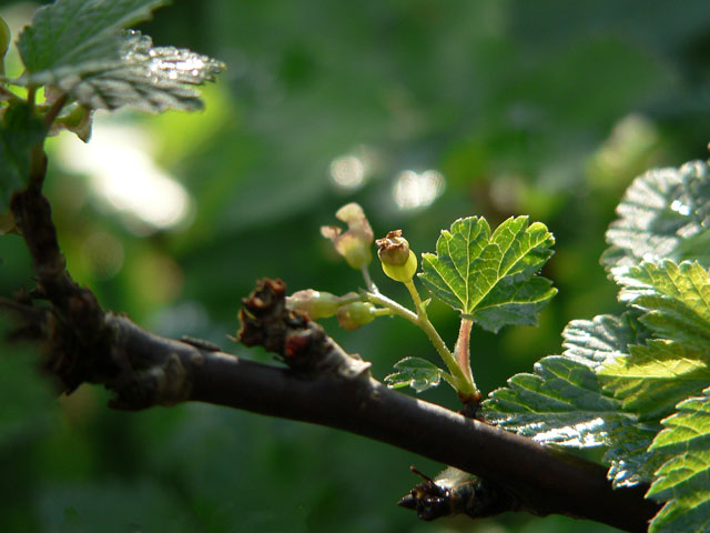 [Image: P1060525berries.jpg]