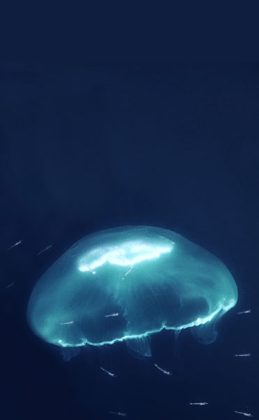 [Image: P1120433jellyf-2.jpg]
