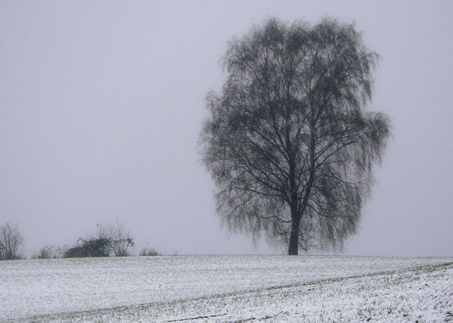 [Image: P1140259blacktree.jpg]