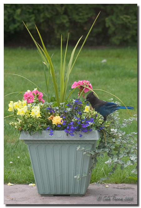 [Image: Stellar-Jay-1.jpg]