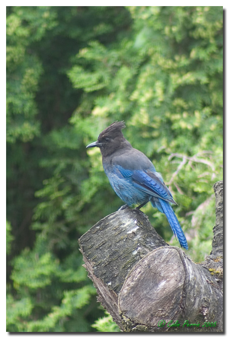 [Image: Stellar-Jay-2.jpg]