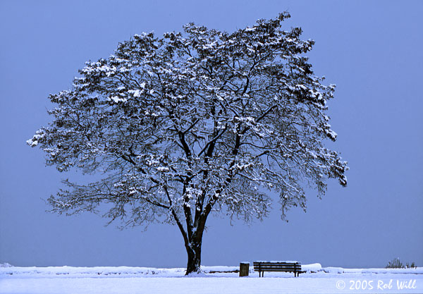 [Image: Tree%20in%20the%20Snow.jpg]