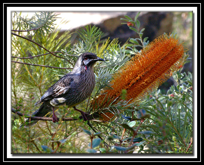 [Image: Wattle-bird.jpg]