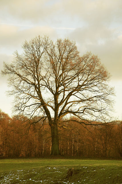 [Image: _DSC7469-01yellow.jpg]