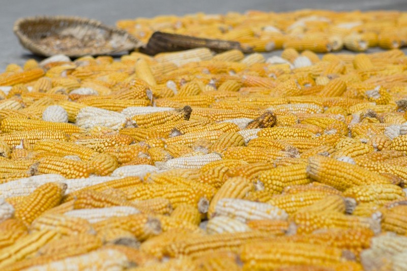 [Image: _MG_7304corn.jpg]