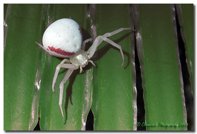 [Image: crab-spider.jpg]