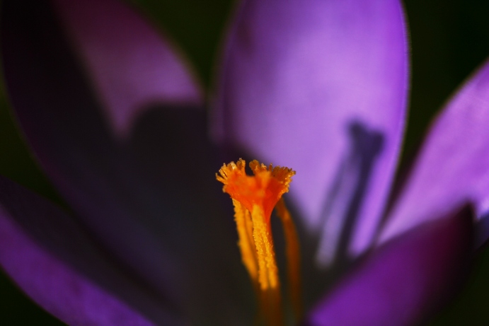 [Image: crocuses.jpg]