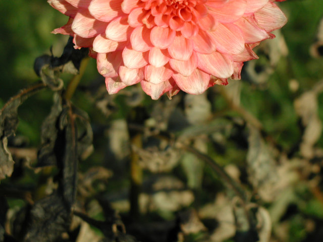 [Image: dahlia2.jpg]