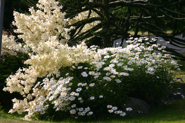 [Image: daisies-4-Irma.jpg]