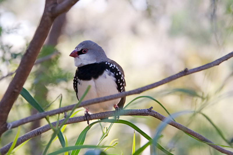 [Image: diamondfiretail.jpg]