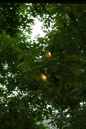 [Image: fruit%20of%20light.jpg]