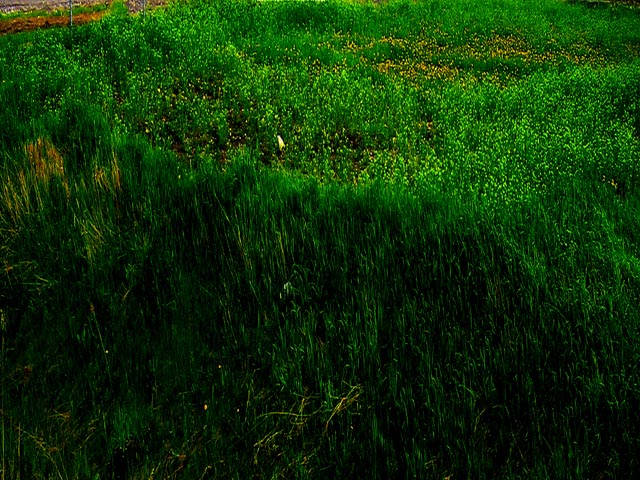 [Image: grass640480.jpg]