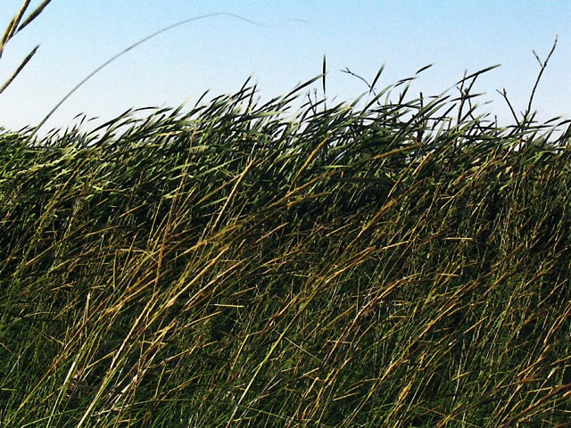 [Image: grasses3SM.jpg]