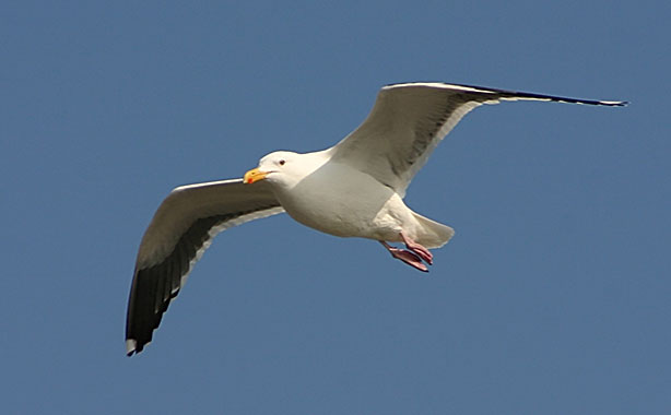 [Image: gull.jpg]