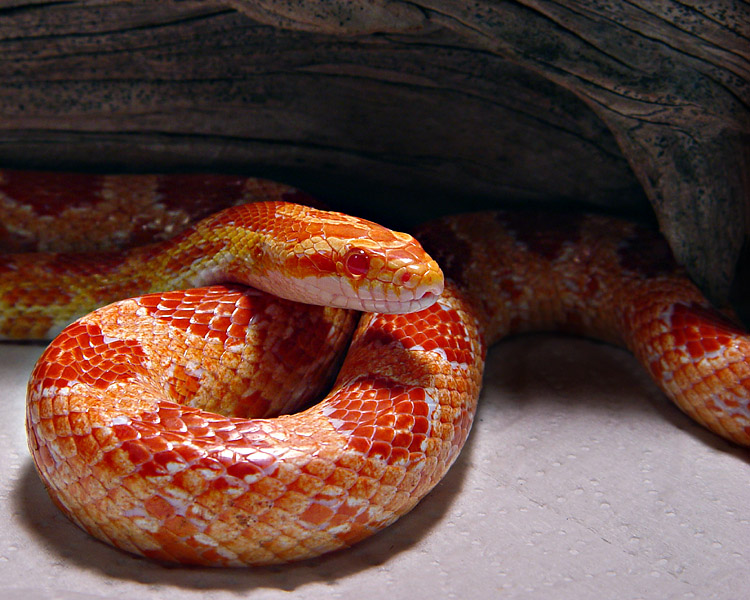 [Image: kak.albinocornsnake.jpg]