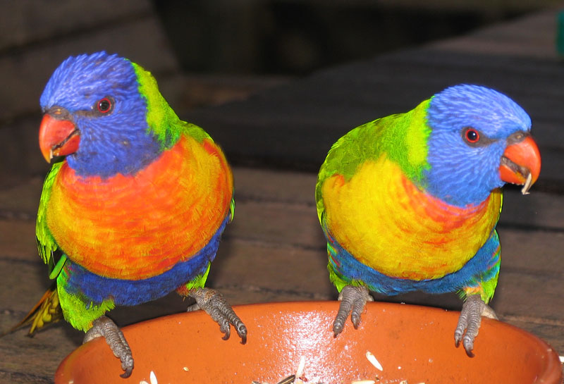 [Image: lorikeet.jpg]