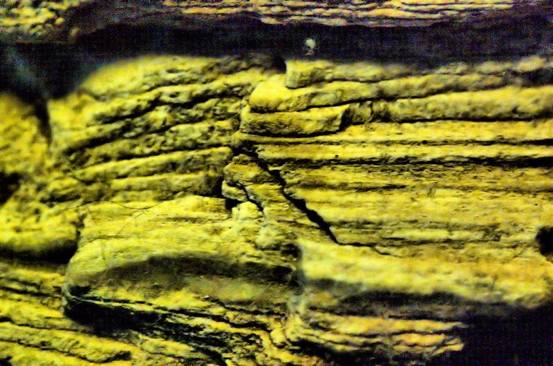 [Image: petrifiedwoodSM.jpg]