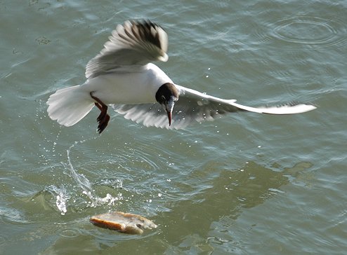 [Image: seagull-bread.jpg]