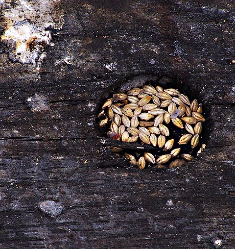 [Image: seedsinrailtiesSM.jpg]