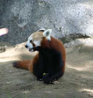 [Image: small%20red%20panda.jpg]