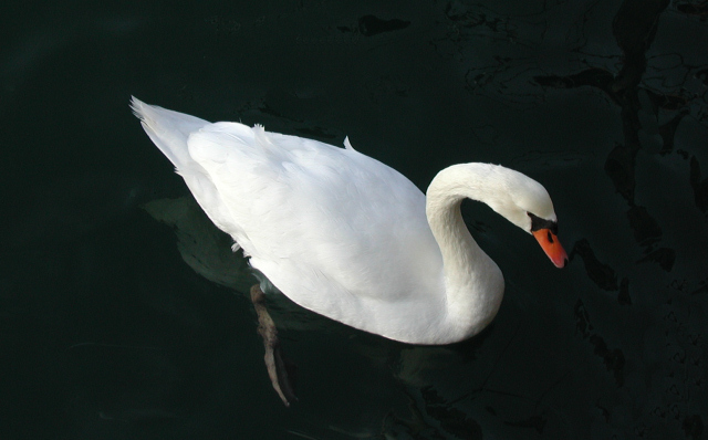 [Image: swan1.jpg]