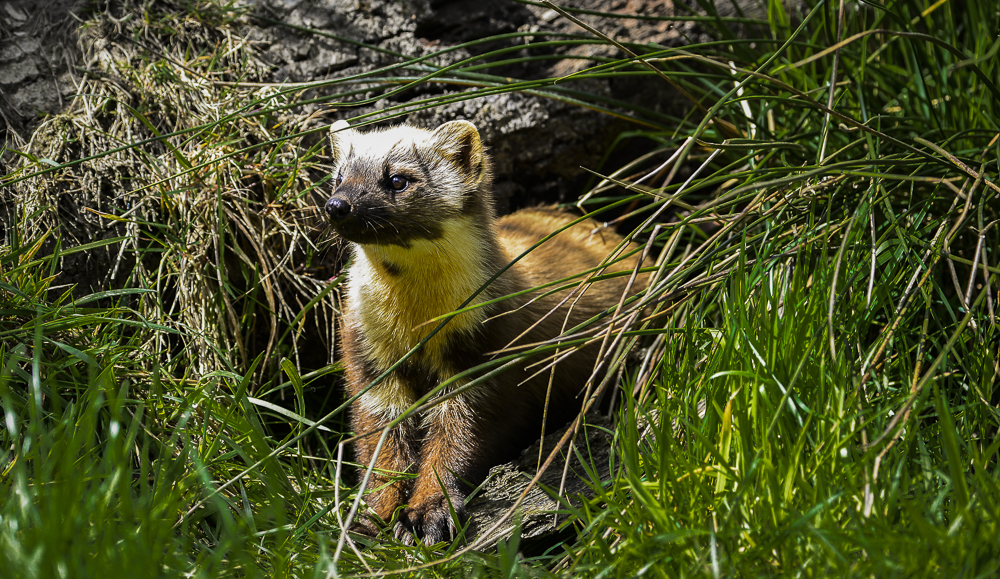 British wildlife mammals