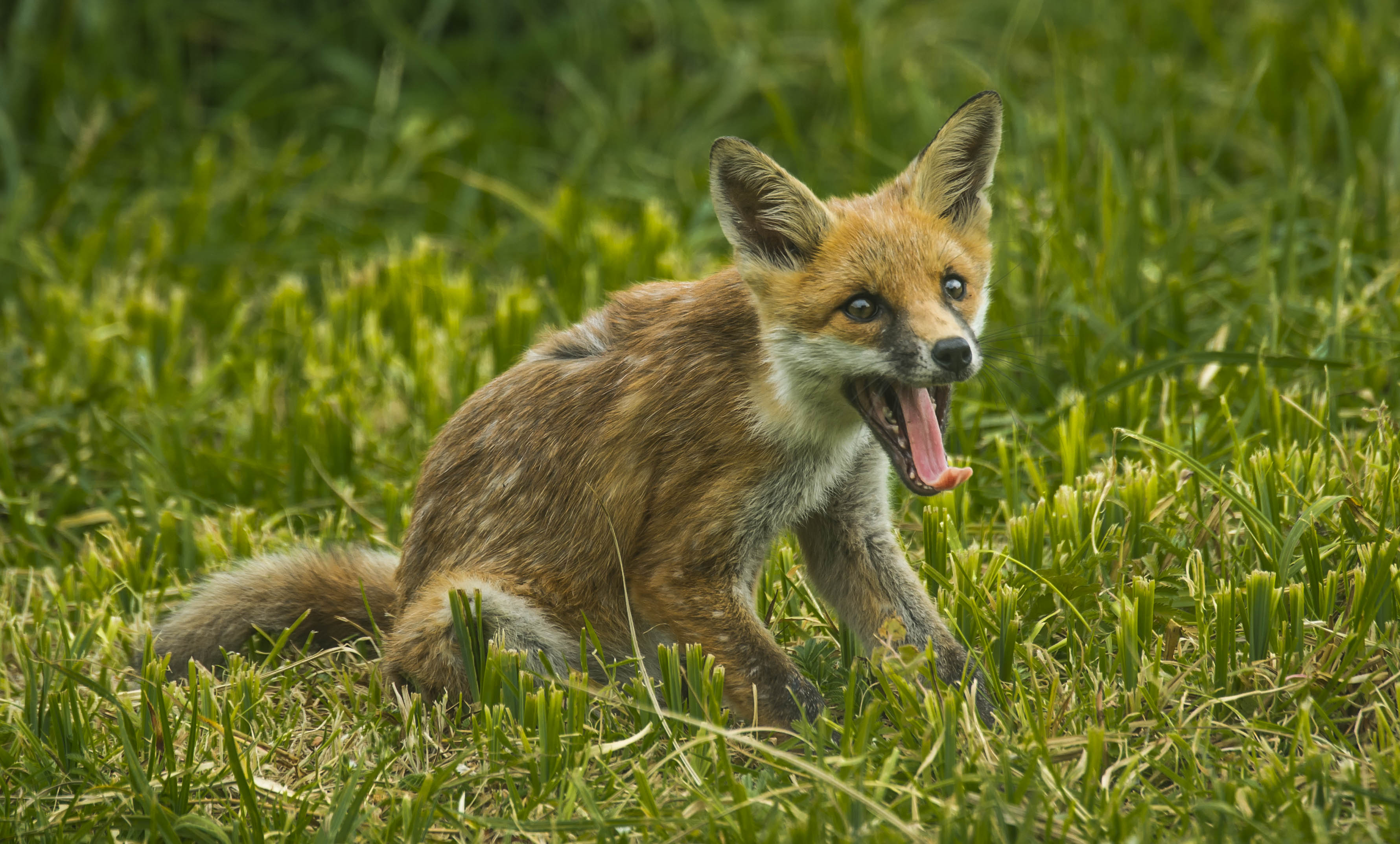 Fox cub in a heat wave