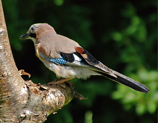 European Jay - Irma and Petog