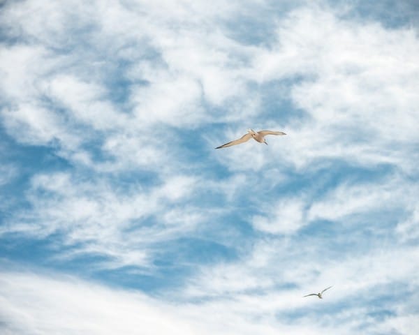 Seagulls in sky